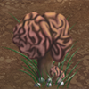 Mushrooms come in many shapes and sizes; this one looks kind of like a brain!
